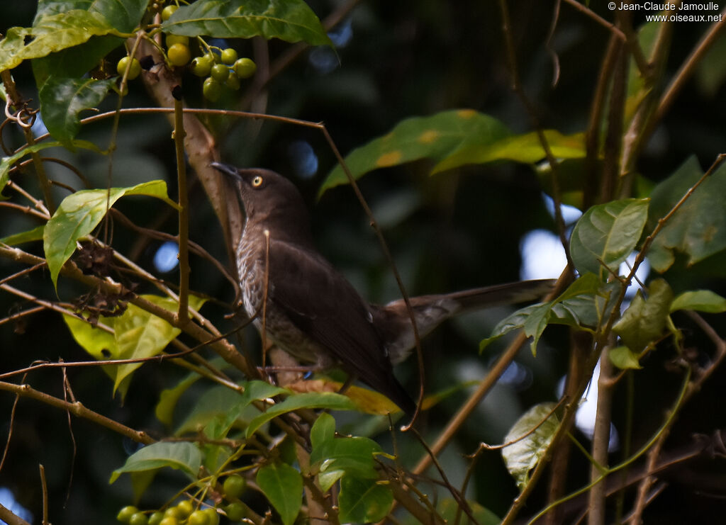 Scaly-breasted Thrasher