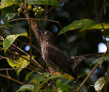 Scaly-breasted Thrasher