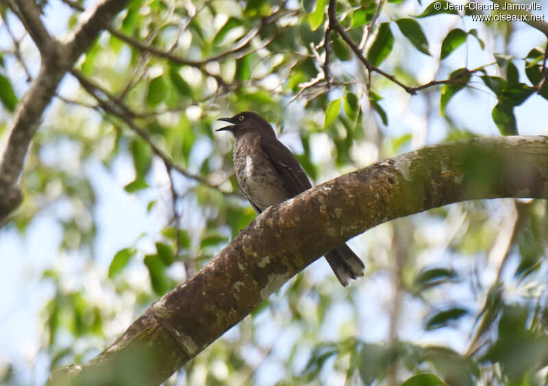 Scaly-breasted Thrasher