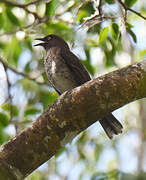 Scaly-breasted Thrasher