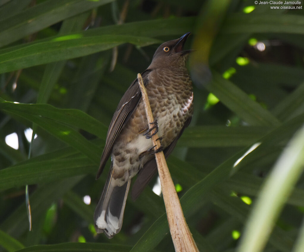 Scaly-breasted Thrasher