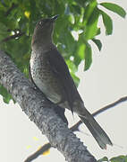 Scaly-breasted Thrasher