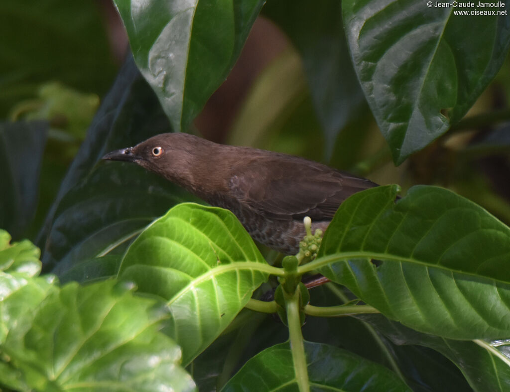 Scaly-breasted Thrasher