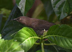 Scaly-breasted Thrasher