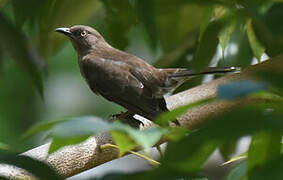 Scaly-breasted Thrasher