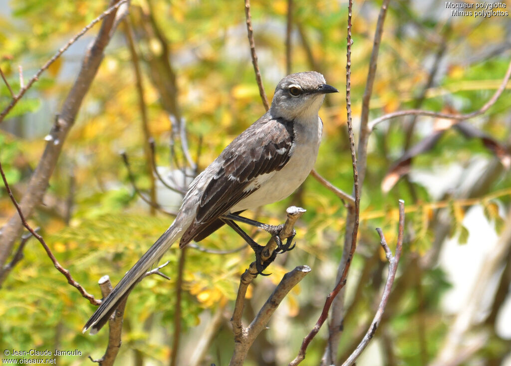 Northern Mockingbirdadult, identification