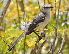 Northern Mockingbird