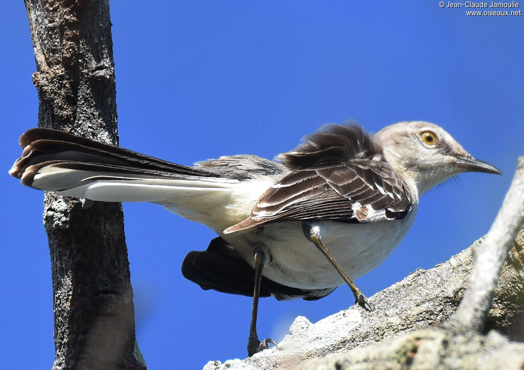 Northern Mockingbird