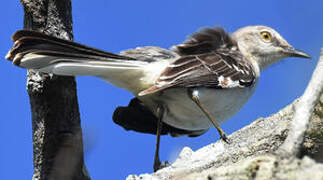 Northern Mockingbird