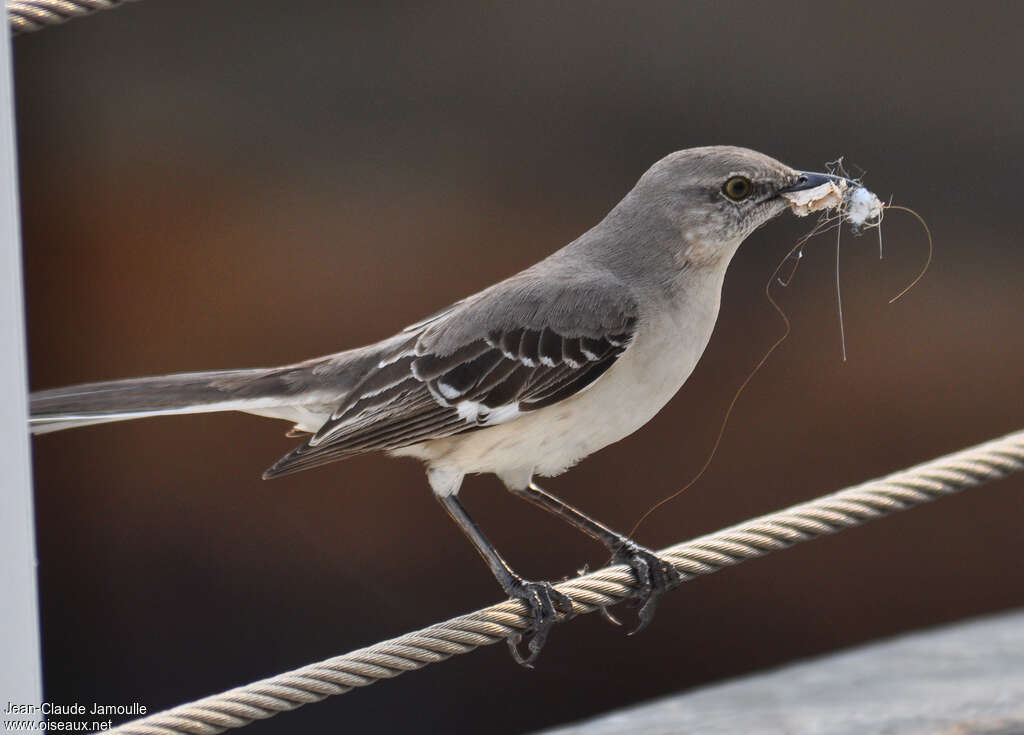 Northern Mockingbirdadult, Reproduction-nesting