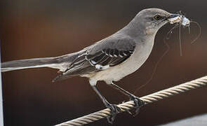 Northern Mockingbird