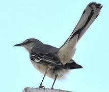 Northern Mockingbird