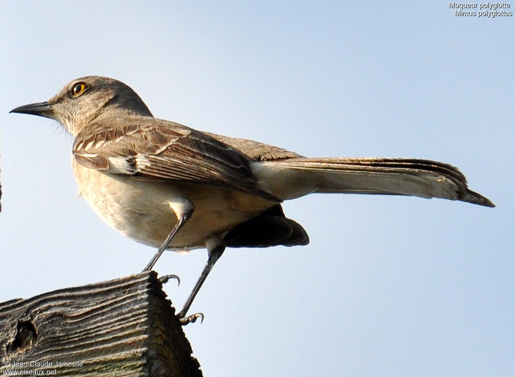 Northern Mockingbirdadult