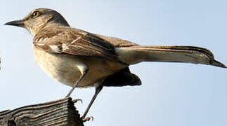 Northern Mockingbird