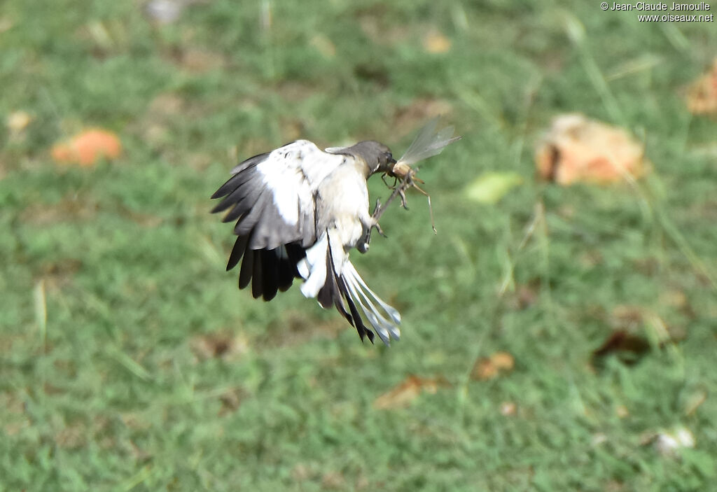 Northern Mockingbird