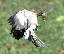 Northern Mockingbird