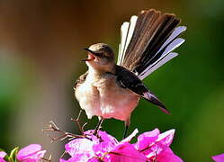 Northern Mockingbird