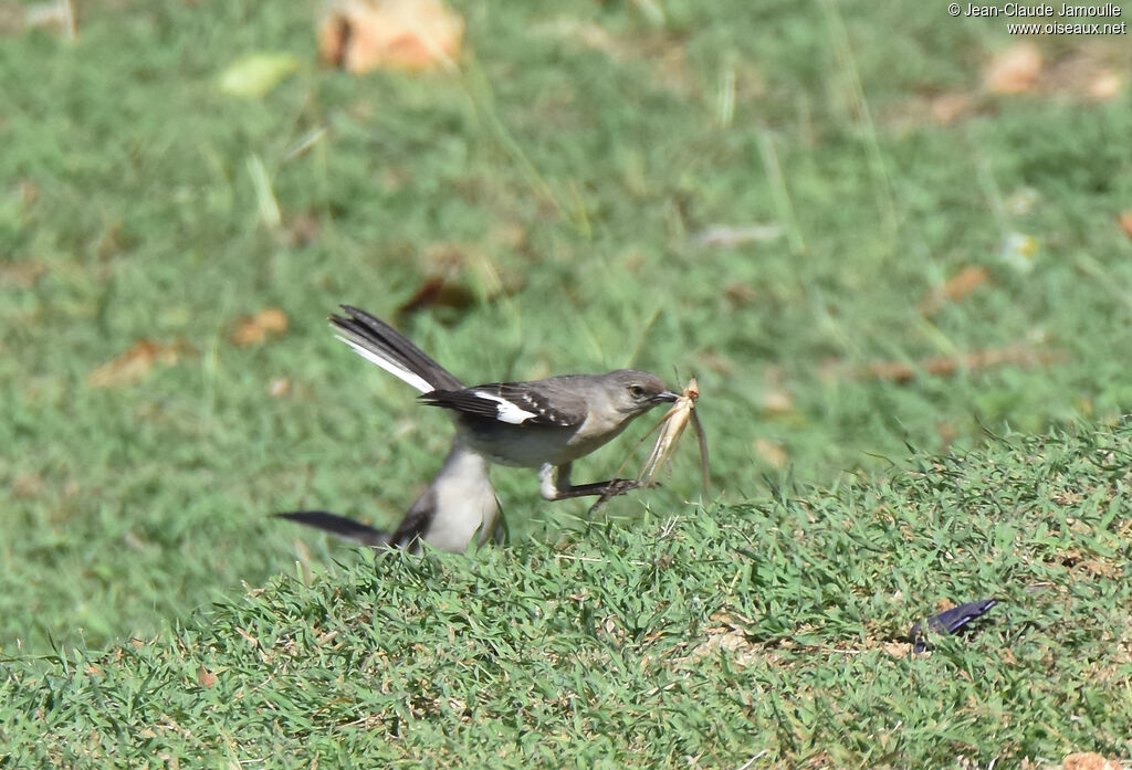 Northern Mockingbird