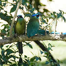 Motmot de Lesson