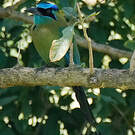 Motmot de Lesson