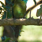 Motmot de Lesson