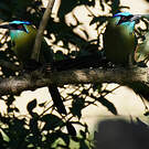 Motmot de Lesson