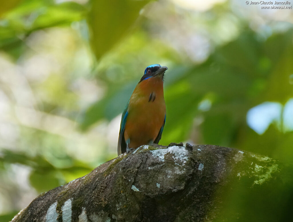 Motmot de Trinidadadulte