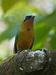 Motmot de Trinidad