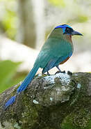 Motmot de Trinidad