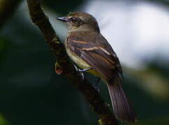 Fuscous Flycatcher