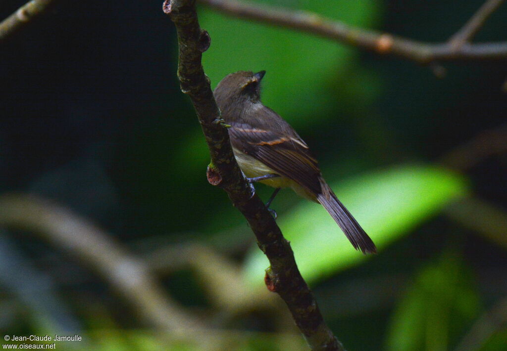 Fuscous Flycatcher, identification