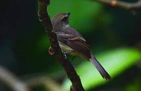 Fuscous Flycatcher