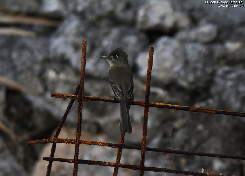 Cuban Pewee