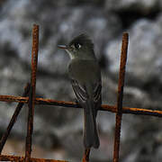 Cuban Pewee