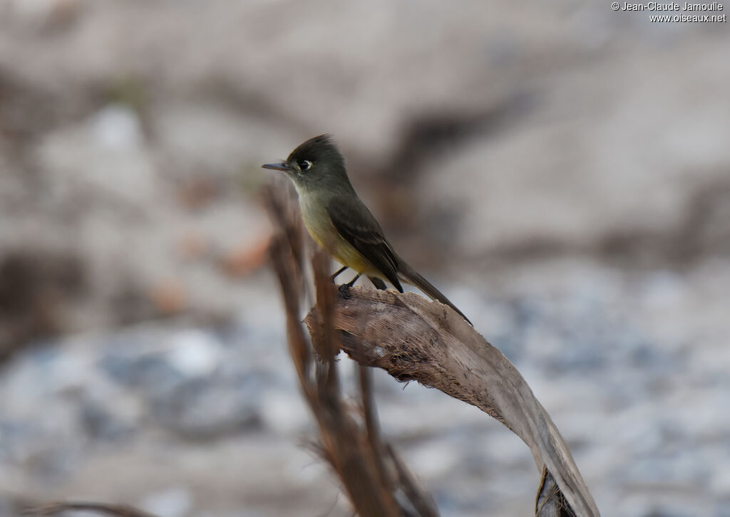 Cuban Pewee