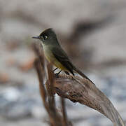 Cuban Pewee