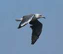 Mouette à tête grise