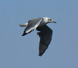 Mouette à tête grise