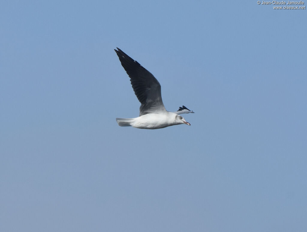 Mouette à tête griseadulte nuptial, Vol