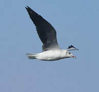 Grey-headed Gull