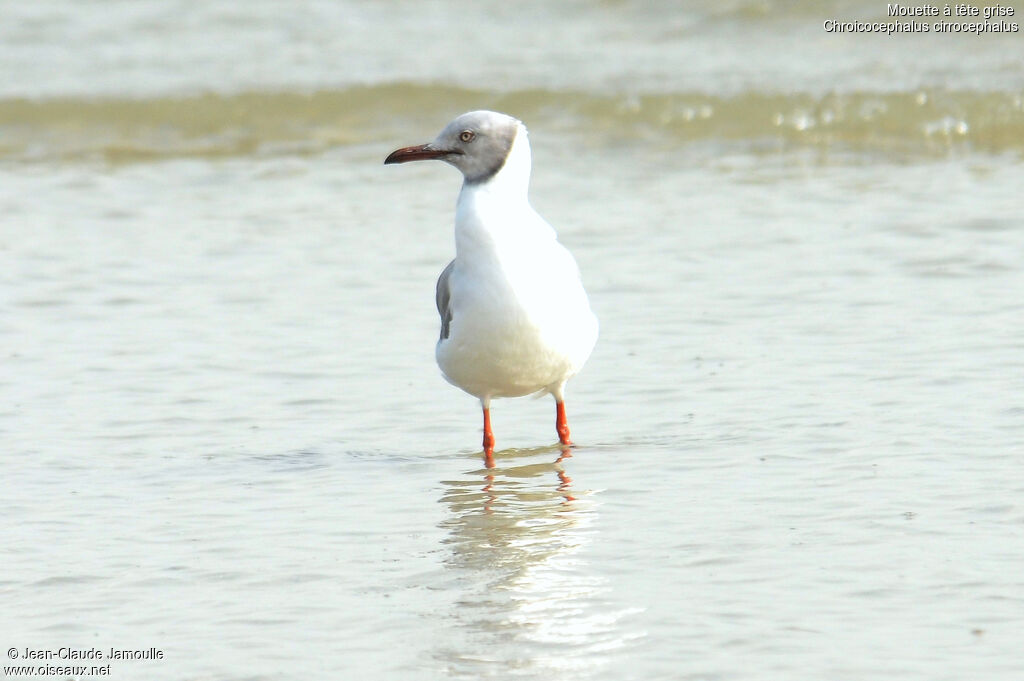 Mouette à tête griseadulte, Comportement