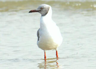 Mouette à tête grise