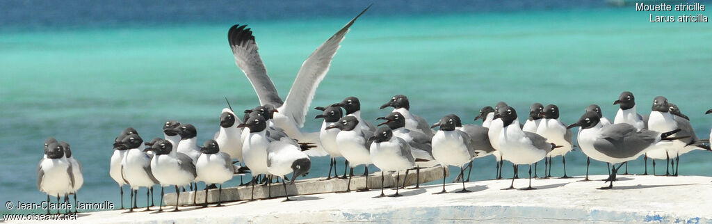 Mouette atricille, Comportement