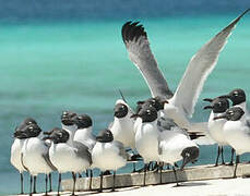 Laughing Gull