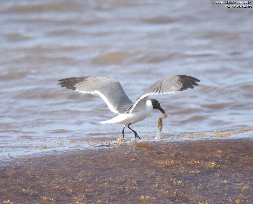 Laughing GullSecond year