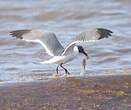 Mouette atricille