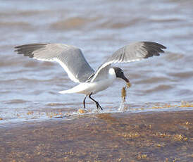 Mouette atricille