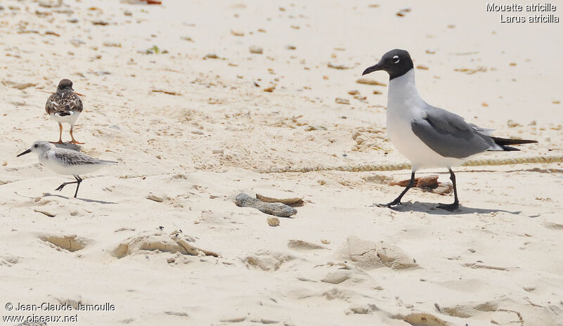 Mouette atricille