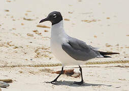 Laughing Gull