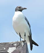 Mouette atricille